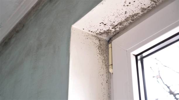 Mold Removal Process in Miramar Beach, FL